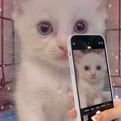 ラグドール子猫ちゃんブルーポイント　●●アゴはネコでお世話・里親...