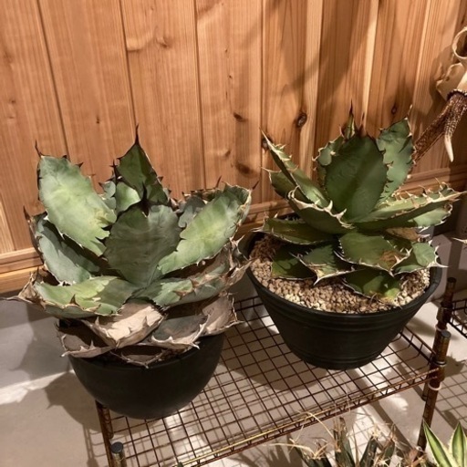 アガベ　ブラック＆ブルー　オテロイ　大株