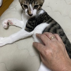 キジ白♂トム君ありがとうございました