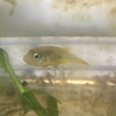 アベニーパファー 魚 淡水魚