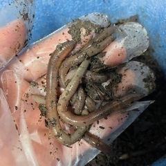 【福岡市内】天然ドバミミズ 30匹 うなぎ釣りに ペットの餌にの画像