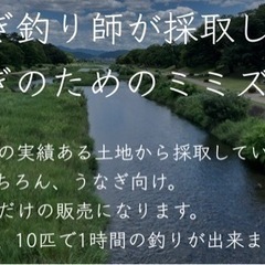 【福岡市内】天然ドバミミズ 30匹 うなぎ釣りの餌に ペットの餌にの画像