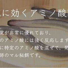 【福岡市内】天然ドバミミズ 30匹 うなぎ釣りの餌に ペットの餌にの画像