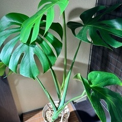 お取引成立/観葉植物【モンステラ】プラ鉢セットの画像