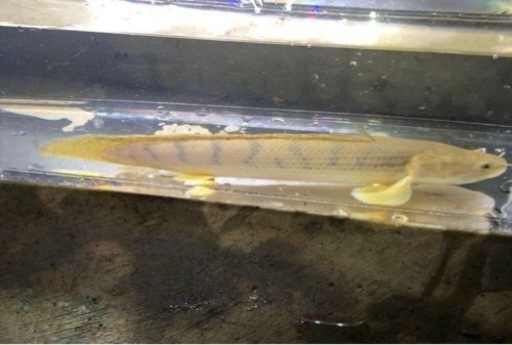 ポリプテルスコンギグス約29センチ