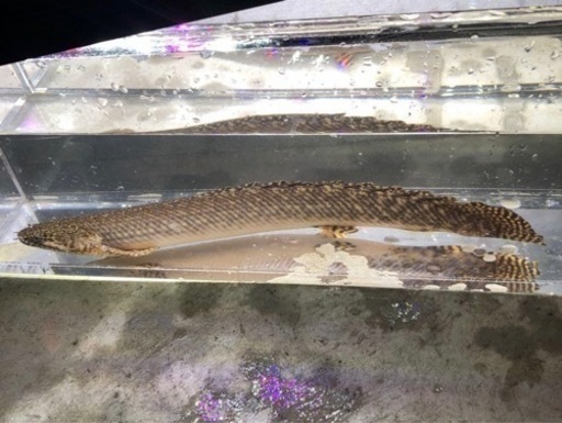 ポリプテルスオルナティ約32センチ 熱帯魚 古代魚 大型魚 ポリプテルス・オルナティピニス 6cm± 3匹 
