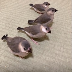 （里親様決まりました）文鳥の幼鳥4羽の里親募集です