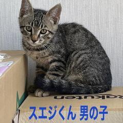野良猫母さんから生まれた兄妹4ヶ月の甘えん坊達人慣れ抜群です。1匹でも可能です。 - 鎌倉市