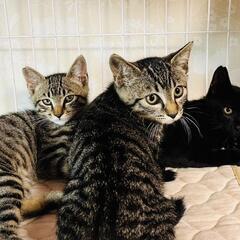 野良猫母さんから生まれた兄妹4ヶ月の甘えん坊達人慣れ抜群です。1...