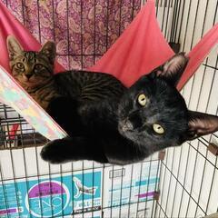 野良猫母さんから生まれた兄妹4ヶ月の甘えん坊達人慣れ抜群です。1匹でも可能です。 − 神奈川県