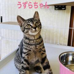 野良猫母さんから生まれた兄妹4ヶ月の甘えん坊達人慣れ抜群です。1匹でも可能です。 - 猫