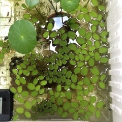 【浮草】サンショウモ？？の画像