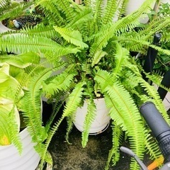 シダ植物