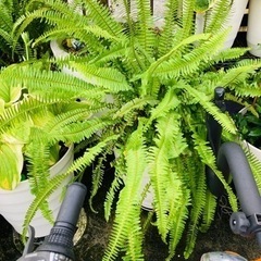 シダ植物の画像