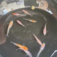 完売　メダカ格安販売　30円〜