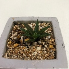アロエ　極小アロエ　ディンティティ　観葉植物