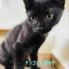 野良猫母さんから生まれた兄妹4ヶ月の甘えん坊達人慣れ抜群です。1匹でも可能です。 - 里親募集