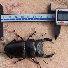 【ネット決済・配送可】能勢ＹＧ血統 オオクワガタ 幼虫１２頭（親♂85.1ミリ） No.20230809-1の画像