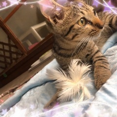 去勢手術済み　生後５〜６ヶ月くらい　可愛い男の子です🐱茶色キジト...