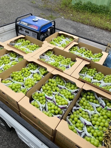 シャインマスカット　5キロ