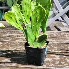サボテン④ ウチワサボテン　オプンティア