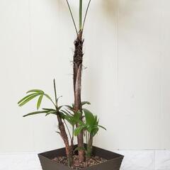 70cm🌿観音竹（カンノンチク）観葉植物の画像