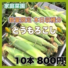 本日分完売 毎日朝採り とうもろこし 10本 800円 数量限定