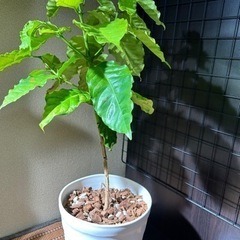 観葉植物【コーヒーの木】鉢セット6号の画像