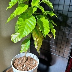 観葉植物【コーヒーの木】鉢セット6号の画像