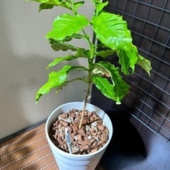 観葉植物【コーヒーの木】6号鉢セットの画像