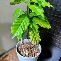 観葉植物【コーヒーの木】6号鉢セットの画像