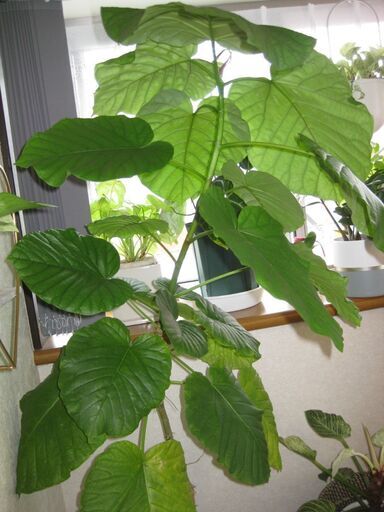 大型観葉植物　フィカスウンベラータ　180cn(画像一番高い植物)　黒の瀬戸物鉢付き♪