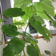 大型観葉植物　フィカスウンベラータ　180cn(画像一番高い植物)　黒の瀬戸物鉢付き♪の画像