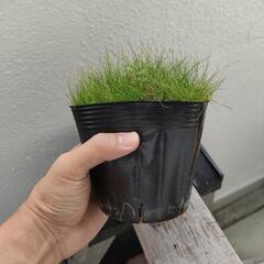【水槽関連】更新　ショートヘアーグラス　水草