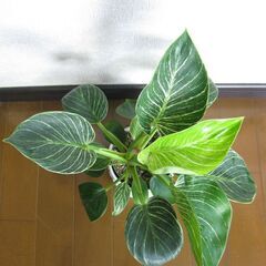 観葉植物　フィロデンドロン　バーキン♪　鉢底より45ｃｍ