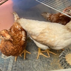 里親募集しております