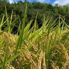 ④🌾令和5年産✨新米あきたこまち🌾玄米30kg🌾農家直送🌾