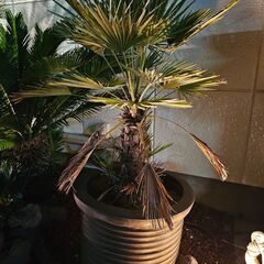 超耐寒性の高級ヤシ☆5年間真冬もそのまま放置で元気☆