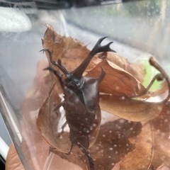カブトムシ