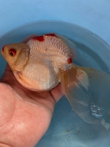 琉金②