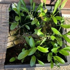 水生植物 ナガバオモダカ 1株 100円