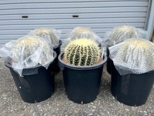 サボテン金鯱売ります (小鉄) 西岩国のその他の中古あげます・譲ります