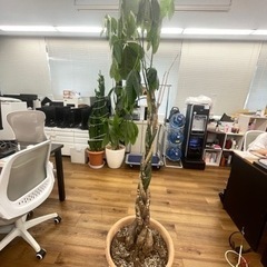 【無償でお譲りします】パキラ、サボテン、観葉植物（鉢植え付属）