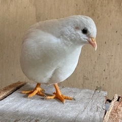 白姫ウズラ　ペア（残り1〜2ペア）