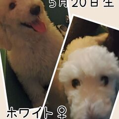 ☆スタンダードプードル＆珍しいむく毛タイプのワイヤーダックス産ま...
