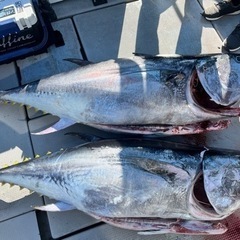黒マグロキャスティング　（他府県の方もどうぞ