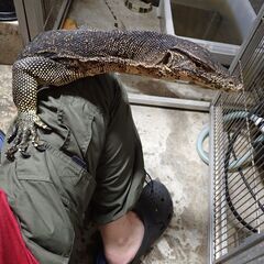 ボルネオサルバトールモニター　XXL  サイズ　ワイルド　生体交換OK