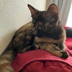 4ヶ月 サビ猫ちゃん - 名護市