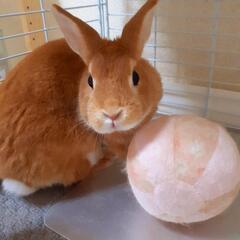🐇少し怖がりな女の子のうさぎちゃん🐇