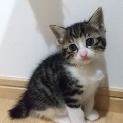 すいか模様のきじ白ちびさん5/16生　五か月齢